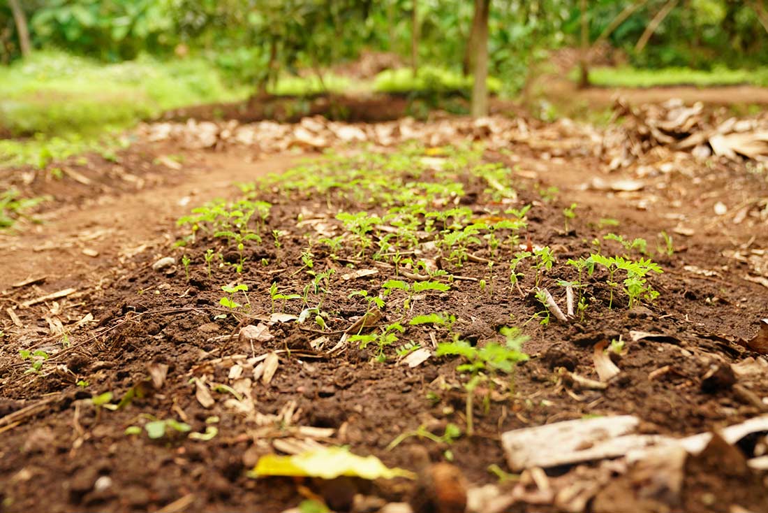 Picture of beginning stages of growth.