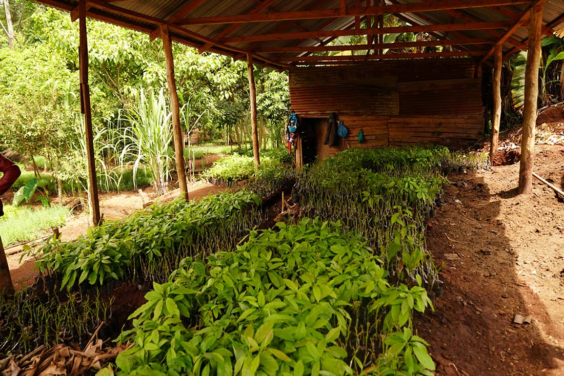 Picture of trees getting ready to plant