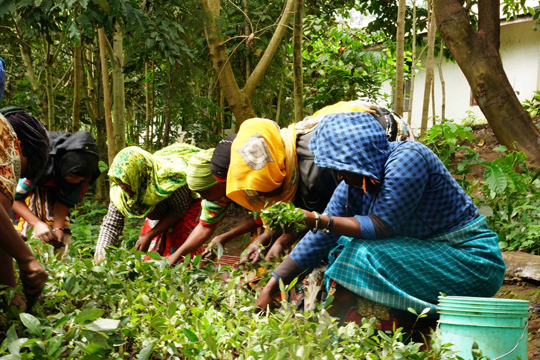 Allied Grow My Tree programme. Trees being planted.